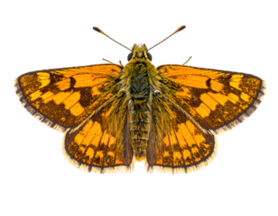 skipper butterfly isolated on transparent png