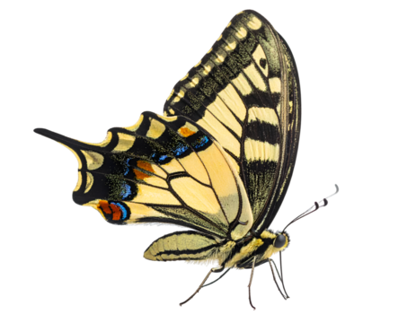 Swallowtail isolated on transparent png