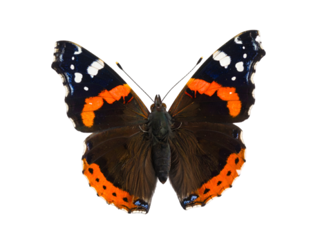 Tortoiseshell butterfly isolated on tranasparent png