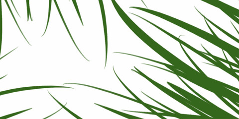 Fototapeta premium Green bamboo leaves seamless pattern, white background, vector. Green leaves bamboo Phyllostachys areolate. Evergreen graceful plant on background. rosemary leaves isolated on white background. 