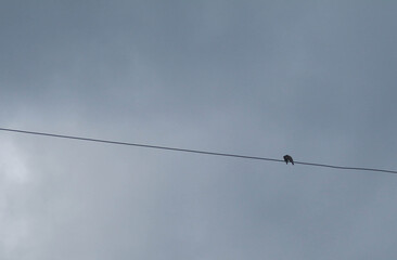 Birds perch on power lines in a cloudy morning with a sky background.