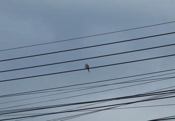 Birds perch on power lines in a cloudy morning with a sky background.