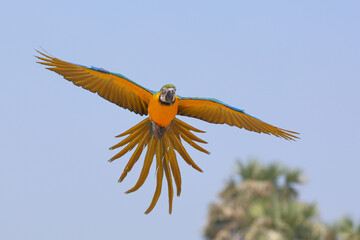 Colorful Blue and Gold Macaw parrot flying in the sky. Free flying bird