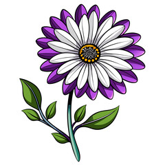 gazania daisy white with purple on white background