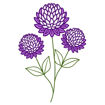 gomphrena globosa buddy purple line art on white background
