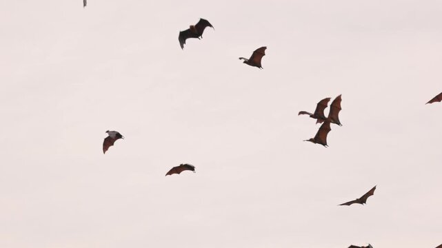 Flying Giant bat, Indian flying foxes lat. Pteropus medius, soaring through the sky at dusk, flight in Slow motion, wildlife behavior, and dynamic movement for documentaries and nature projects.