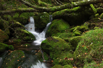 苔の森からの流れを集めた亜高山の清流