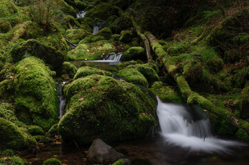 苔の森からの流れを集めた亜高山の清流