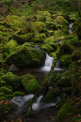 苔の森からの流れを集めた亜高山の清流