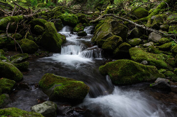 亜高山の森を流れる苔に覆われた渓流