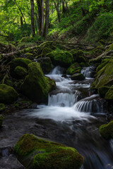 亜高山の森を流れる苔に覆われた渓流