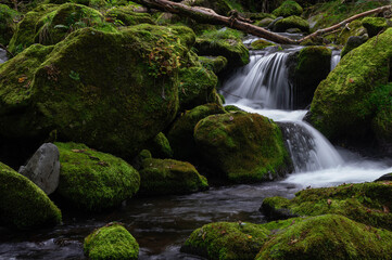 亜高山の苔に覆われた岩を縫って下る細流