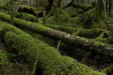 苔に覆われた倒木が横たわる亜高山の森