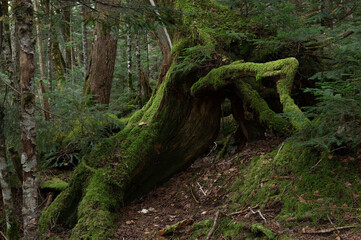苔に覆われた大木の根が広がる亜高山の森