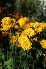 yellow flowers in the garden