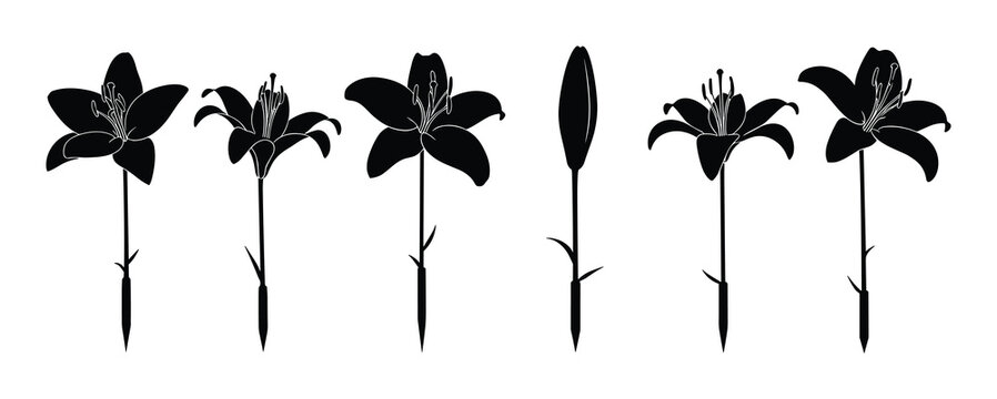 Collection of various lily flower silhouettes. Black isolated floral illustrations on white background