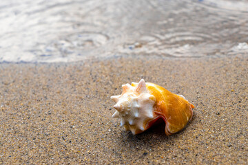 Shell on the sand at the beach and sea Brazil.