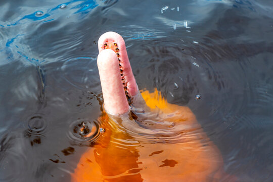 Pink Amazon river dolphin dolphins Rio Negro in Amazonas Brazil.