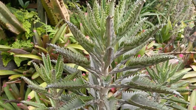 A fascinating close-up of a succulent with unique serrated leaves that have tiny baby plantlets growing directly from the leaf margins