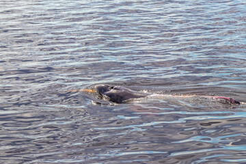 Fototapeta premium Pink Amazon river dolphin dolphins Rio Negro in Amazonas Brazil.