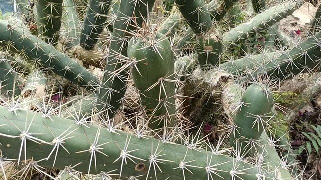 A striking close-up captures the robust beauty of a green cactus, showcasing its intricate pattern of sharp, defensive spines and resilient form, thriving in arid conditions