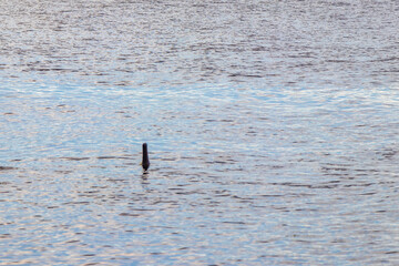 Fototapeta premium Pink Amazon river dolphin dolphins Rio Negro in Amazonas Brazil.