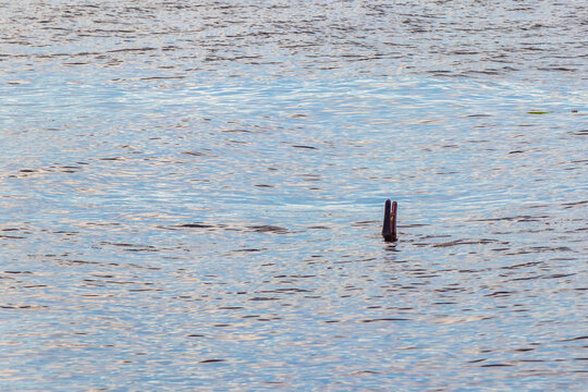 Pink Amazon river dolphin dolphins Rio Negro in Amazonas Brazil.