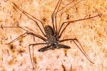 Scorpion spider cave insect on the rock wall Amazonas Brazil.