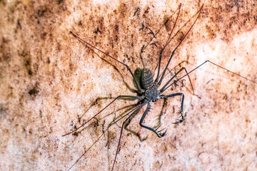 Scorpion spider cave insect on the rock wall Amazonas Brazil.