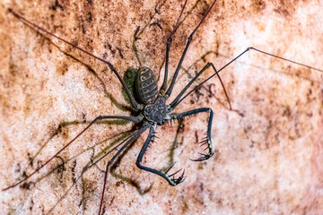 Scorpion spider cave insect on the rock wall Amazonas Brazil.