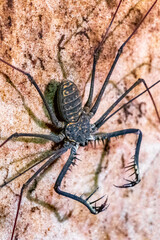 Scorpion spider cave insect on the rock wall Amazonas Brazil.