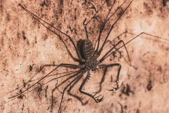 Scorpion spider cave insect on the rock wall Amazonas Brazil.
