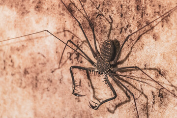 Scorpion spider cave insect on the rock wall Amazonas Brazil.