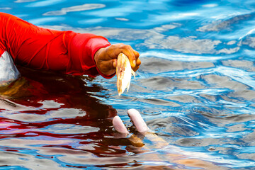 Feeding Pink Amazon river dolphin dolphins Rio Negro Amazonas Brazil.
