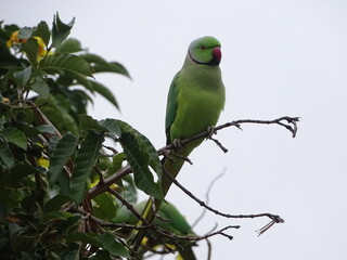 green parrot on branch