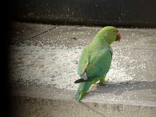 Green Parrot ready to feed on  scattered Rice Grains 