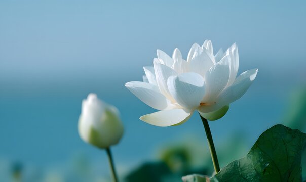 white lotus with pure white petals, one completely open and complex structure, the other flower bud shaped with large leaves - Powered by Adobe