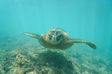 Obraz premium Swimming with Wild Hawaiian Green Sea Turtles off the shore of Waikiki, in Hawaii 