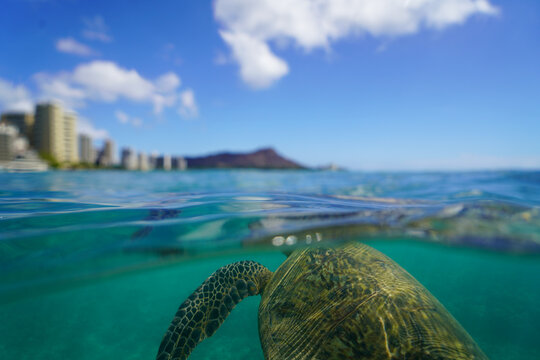 Swimming with Wild Hawaiian Green Sea Turtles off the shore of Waikiki, in Hawaii 