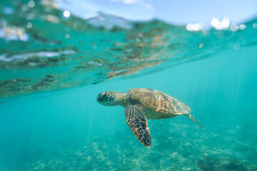 Swimming with Wild Hawaiian Green Sea Turtles off the shore of Waikiki, in Hawaii 