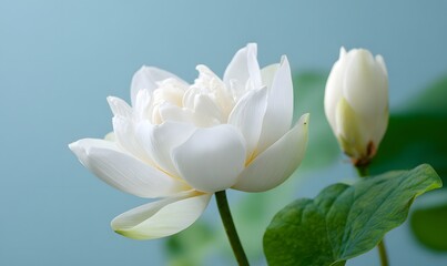 Obraz premium white lotus with pure white petals, one completely open and complex structure, the other flower bud shaped with large leaves