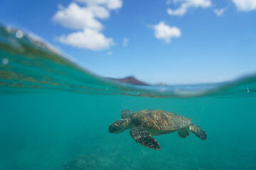 Swimming with Wild Hawaiian Green Sea Turtles off the shore of Waikiki, in Hawaii 