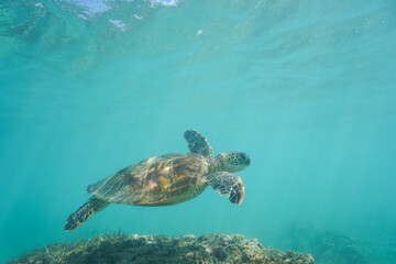 Obraz premium Swimming with Wild Hawaiian Green Sea Turtles off the shore of Waikiki, in Hawaii 