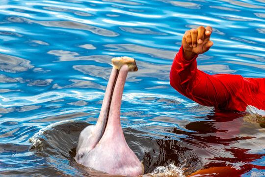 Feeding Pink Amazon river dolphin dolphins Rio Negro Amazonas Brazil.