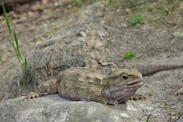 Tuatara New Zealand Native Reptile