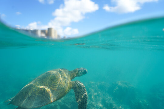 Swimming with Wild Hawaiian Green Sea Turtles off the shore of Waikiki, in Hawaii 