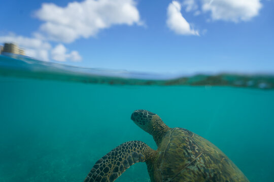 Swimming with Wild Hawaiian Green Sea Turtles off the shore of Waikiki, in Hawaii 