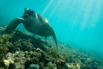 Swimming with Wild Hawaiian Green Sea Turtles off the shore of Waikiki, in Hawaii 