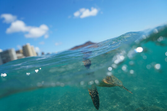 Swimming with Wild Hawaiian Green Sea Turtles off the shore of Waikiki, in Hawaii 