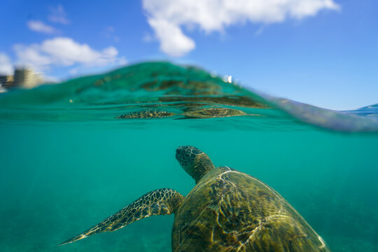 Swimming with Wild Hawaiian Green Sea Turtles off the shore of Waikiki, in Hawaii 